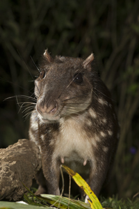 paca
